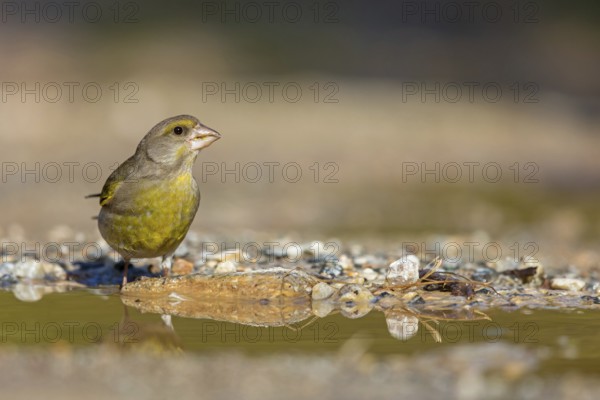 Greenfinch (Chloris chloris) Family of sparrows, male Lesbos, Greece, Europe