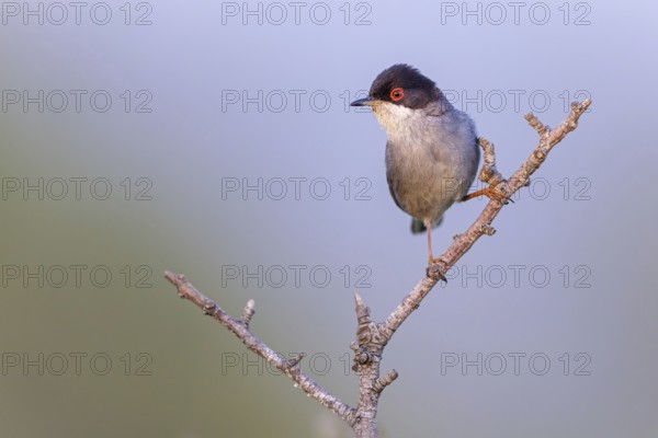 Velvet-headed warbler, (Sylvia melanocephala), warbler family, biotope, habitat, perch, foraging, Lesbos Island, Lesbos, Greece, Europe