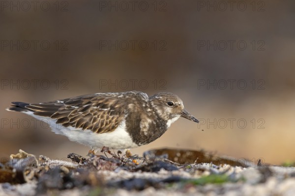 Turnstone, (Arenaria interpres), Animals, Birds, Snipe family, Heligoland, Schleswig-Holstein, Germany, Europe