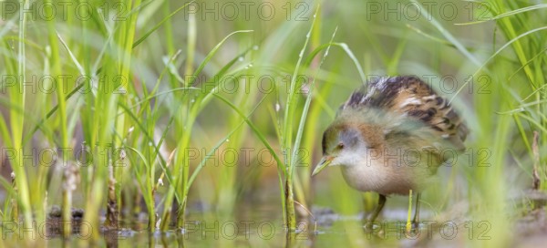 Little Crake, Little Crake, Small Crake, (Porzana parva), biotope, habitat, foraging, family of rails, waterfowl, waterbirds Lesvos, Greece, Europe