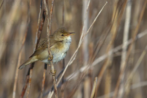 Reed Warbler, subspecies scirpaceus, (Acrocephalus scirpaceus scirpaceus), (Acrocephalus scirpaceus), animals, birds, songbirds, Hockenheim, Baden-Württemberg, Federal Republic of Germany