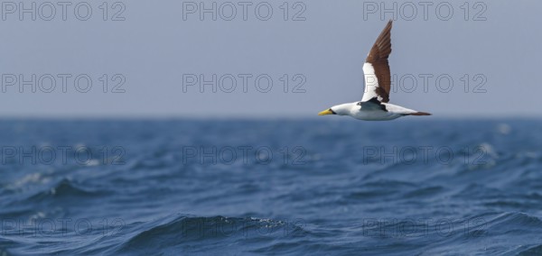 Masked booby, (Sula dactylatra), flies over the sea, flight photo, animals, birds, family of boobies, Off Mirbat, Salalah, Dhofar, Oman, Asia