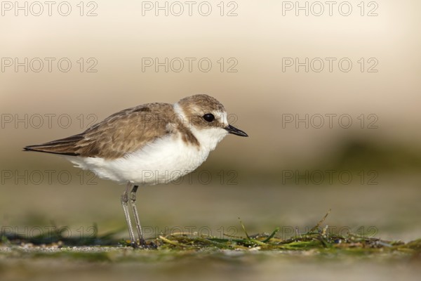 Animals, birds, plover, Kentish plover, (Charadrius alexandrinus), biotope, habitat, foraging, Barr Al Hikman, Shannah, Ash Sharqiyah South, Oman, Asia
