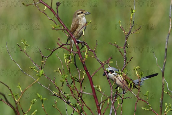 Red-backed shrike, Lanius collurio, Red-backed shrike male, male, female, courtship display