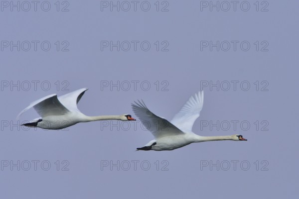 Mute swans in flight