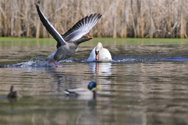 Mute Swan and Greylag Goose during the mating season