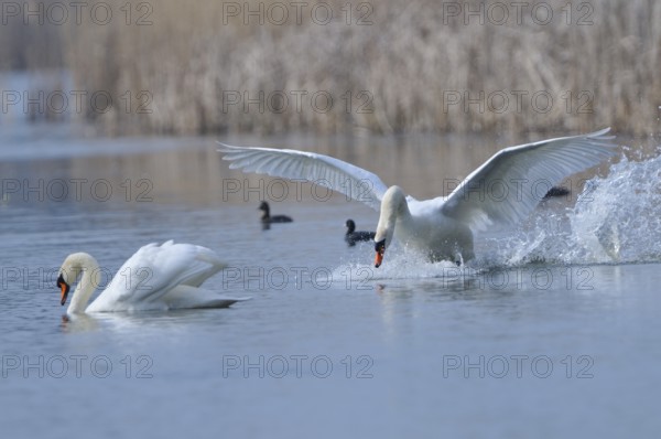 Mute Swan (Mating Pair), Mute Swan (Pair courting)