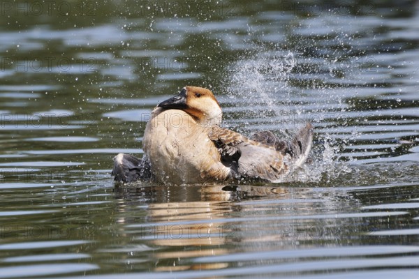 Schwanengans (Anser cygnoides), Swan Goose (Anser cygnoides) am Ammersee