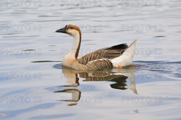 Schwanengans (Anser cygnoides), Swan Goose (Anser cygnoides) am Ammersee