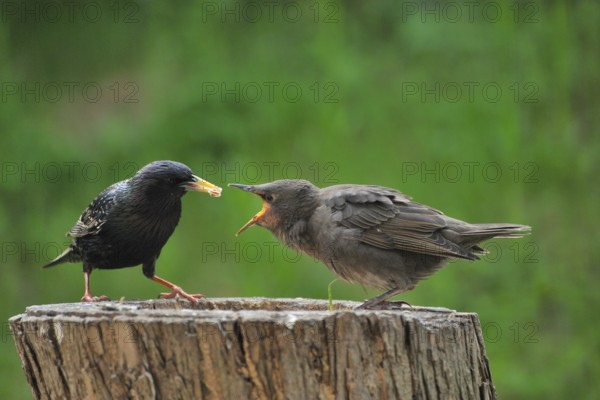 Star, European Starling, Sturnus vulgaris