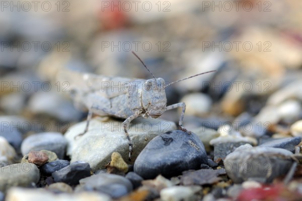 Blue-winged grasshopper in the morning The grasshopper Oedipoda caerulescens on the sand