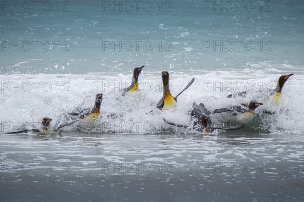 King penguins (Aptenodytes patagonicus), on the beach, Volunteer Point, Falkland Islands, Great Britain, South Atlantic, South America