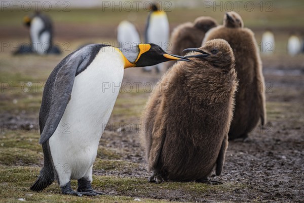 King penguins (Aptenodytes patagonicus), juvenile begging for food, Volunteer Point, Falkland Islands, Great Britain, South Atlantic, South America