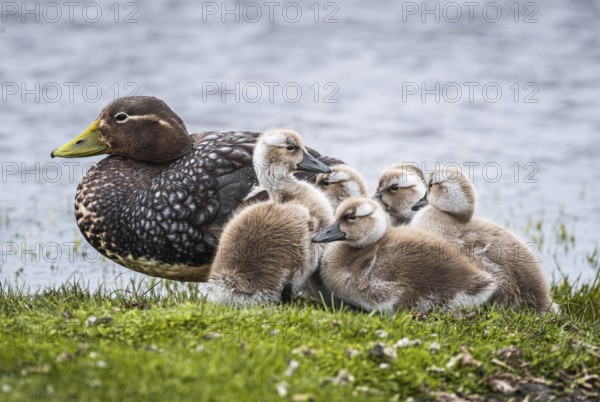 Falkland Steamer Duck (Tachyeres brachydactyla), female with chicks, Bleaker Island, Falkland Islands, Great Britain, South Atlantic, South America