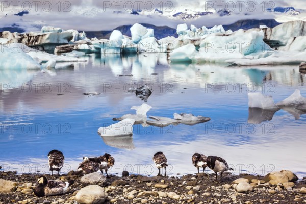 Flock of geese grazing on the lagoon. Sunrise illuminates the glacier Vatnajokull and water of Ice Lagoon Jokulsarlon. The concept of extreme northern tourism