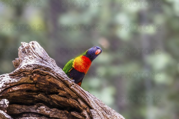 Lori parrot - small, brightly colored in all colors of the rainbow, woody parrot. Parrot sits on a stump. The concept of exotic and ecological tourism