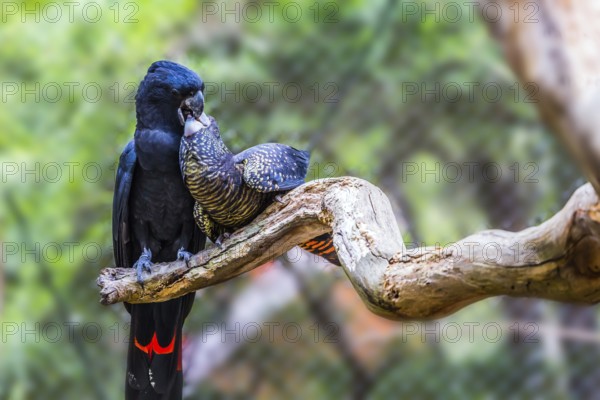 Gentle couple. Pair of bright parrots gently kissing on a branch. Budgerigars are small, brightly colored, woody parrots. The concept of exotic and ecological tourism