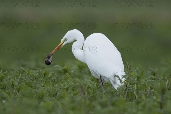 Great egret with mouse in beak standing in green meadow looking left