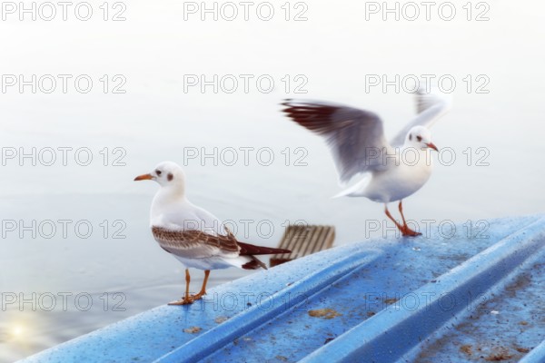 Seagulls land on a blue boat