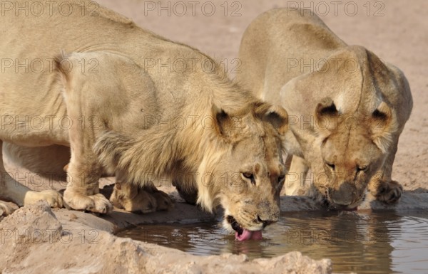 Lions drinking in the Kgalagadi Transfrontier Park, Kalahari Desert, South Africa, Africa