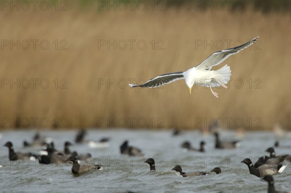 Landing Black-backed Gull