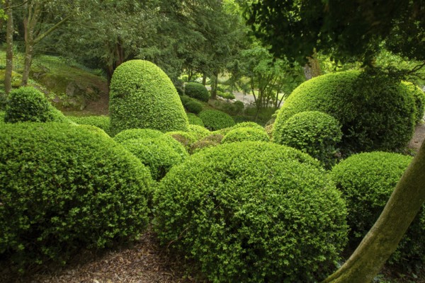 Topiary bushes in japanese garden in Pays de le Loire, France, Maulivrier town, beauty in nature in France, Europe