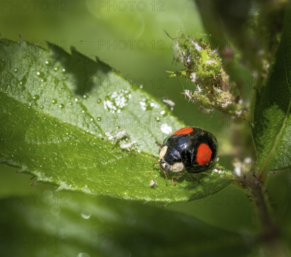 Macro of a ladybug on a flower which is full of lice