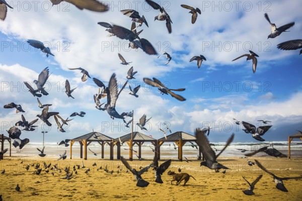 The windy January day in the Mediterranean. Large flock of pigeons taking off in fright from sandy beach
