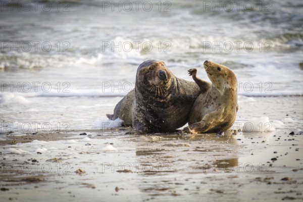 Grey seals (Halichoerus grypus) on Heligoland, Germany, Europe
