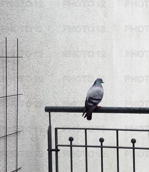 Pigeon sitting on a railing on a balcony in Hamburg, Germany 2016