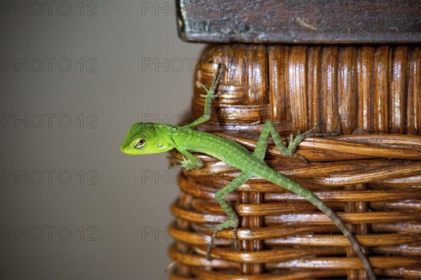 Green lizard as animal visitor on cupboard in living room