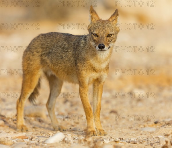 Golden jackal, (Canis aureus), animals, mammals, jackal, related to the wolf, Road to Ezuz, Ezuz, HaDarom, Israel, Asia