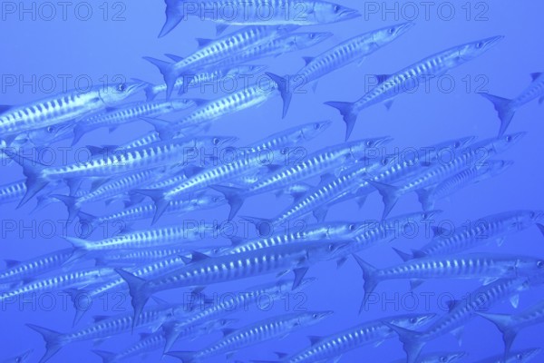 Darkfin barracuda (Sphyraena qenie)