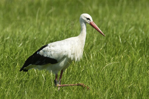White stork (Ciconia ciconia)
