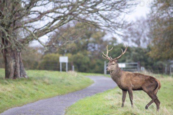 Red deer during the rut in Ireland (Cervus elaphus)