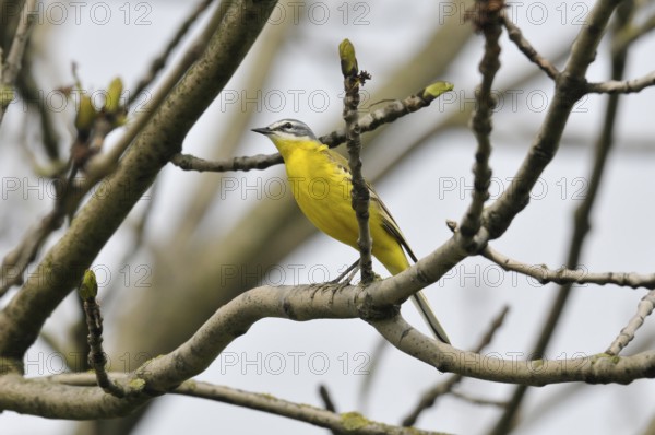 Yellow wagtail (Motacilla flava)