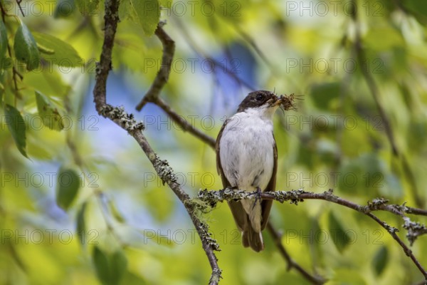 Pied flycatcher - male with food (Ficedula hypoleuca)