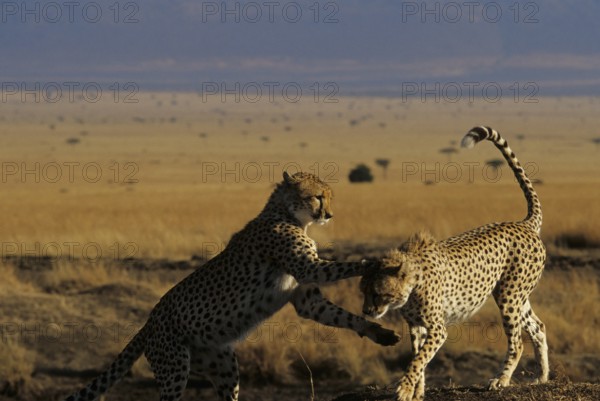 Cheetahs at play (Acinonyx jubatus)