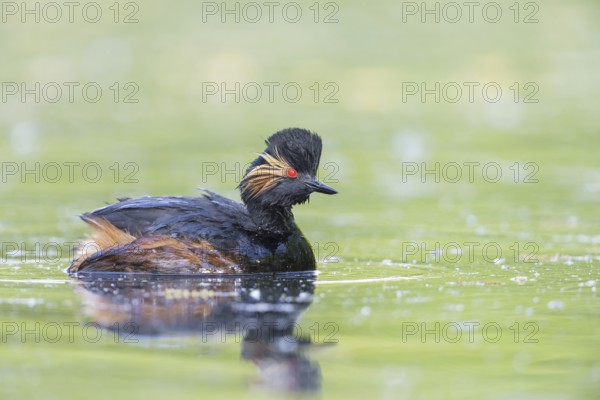 Black-necked Grebe (Podiceps nigricollis)