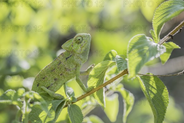 Mediterranean chameleon (Chamaeleo chamaeleon)
