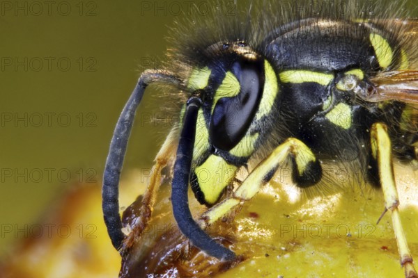Common wasp on fallen fruit - plums (Vespula vulgaris)