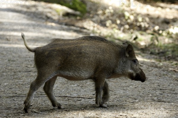 Wild boar (Sus scrofa)