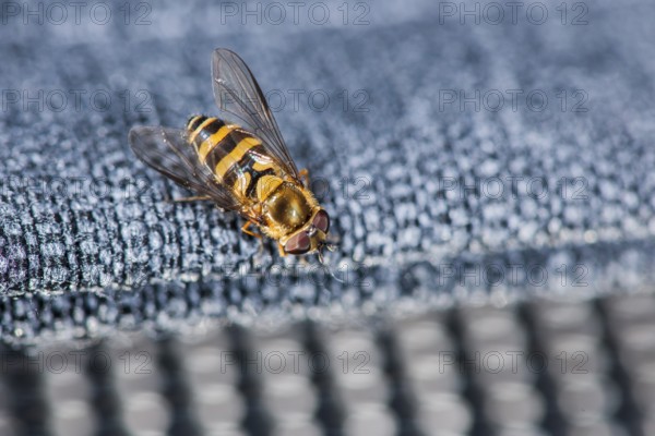 Elevated full length view of a hover fly (lat: Episyrphus balteatus) on a blue fabric covering of a sofa