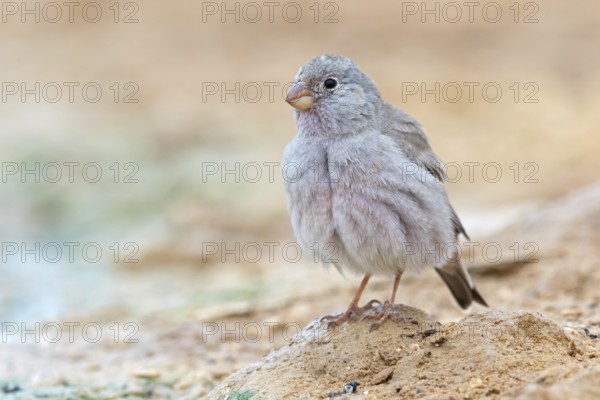 Desert Finch, Finch Family, Finch, Trumpeter Finch, (Rhodopechys githaginea), Roselin githagine, Bouvreuil githagine, Camachuelo Trompetero, Celias Waterhole, Ezuz, HaDarom, Israel, Asia