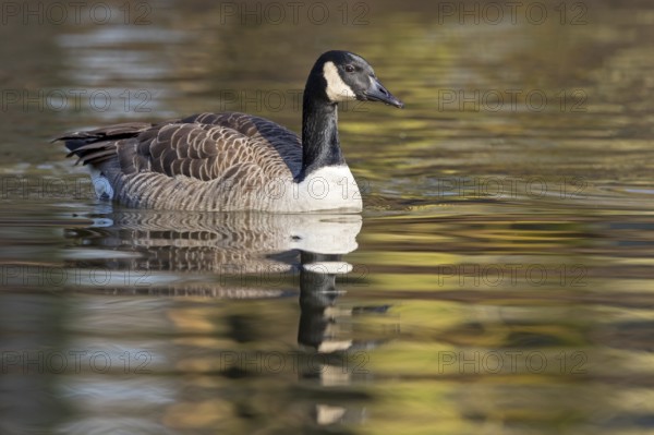 Canada goose, (Branta canadensis), animals, birds, goose, geese, duck family, Luisenpark, Mannheim, Baden-Würrttemberg, Germany, Europe