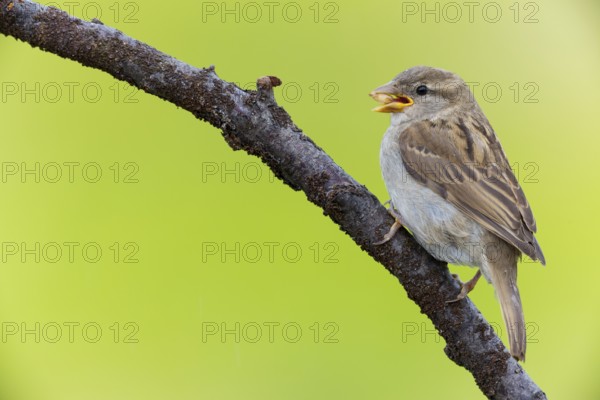 House sparrow, sparrow, house sparrow, (Passer domesticus), animals, birds, songbirds, sparrow family, Varanger Bird Park, Finnmark, Norway, Europe