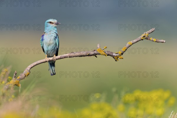 Roller, Almond Crow, (Coracias garrulus), animals, birds, raptors, raptor family, perch, biotope, habitat, Muselievo, Muselievo, Pleven, Bulgaria, Europe