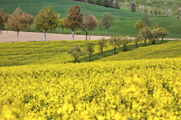 Landscape near Uslar, district of Northeim, Weser Uplands, southern Lower Saxony, Germany, Europe