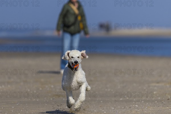 A dog, white king poodle runs with joy carrying a ball on the beach, De Cocksdorp, Eierland, Texel, West Frisian Islands, North Holland, Netherlands