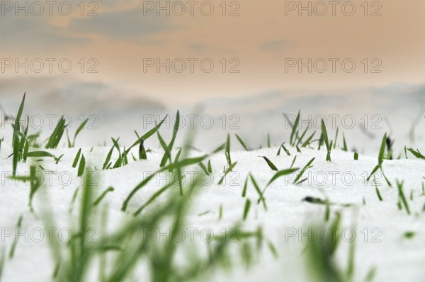 Farming in the North. Frost-resistant winter wheat under the first snow. A short winter day with clouds that are illuminated by the low sun. Close-up, low camera position